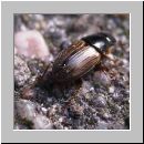 Aphodius prodromus - Hellrandiger Dungkaefer 01.jpg